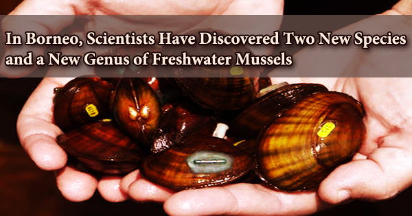 In Borneo, Scientists Have Discovered Two New Species and a New Genus of Freshwater Mussels