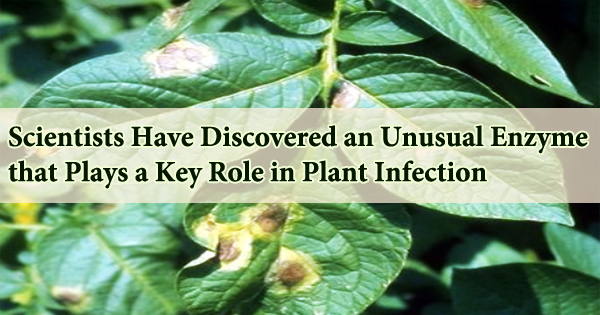 Scientists Have Discovered an Unusual Enzyme that Plays a Key Role in Plant Infection