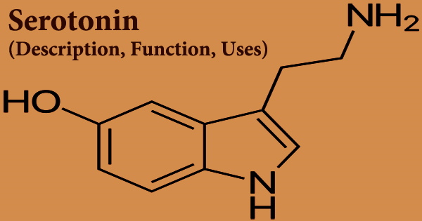 Serotonin (Description, Function, Uses)