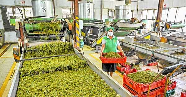 The Organic Revolution in Sri Lanka Threatens the Tea Industry