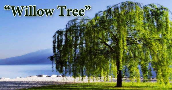 Willow Tree