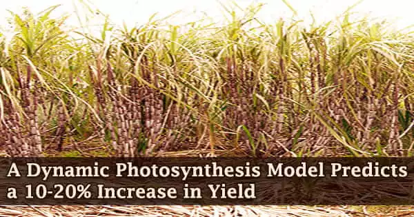 A Dynamic Photosynthesis Model Predicts a 10-20% Increase in Yield