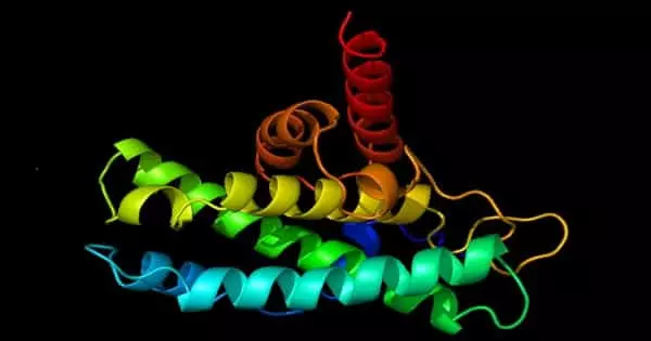 A Protein that Slows the Aging of Skeletal Muscle has been Discovered