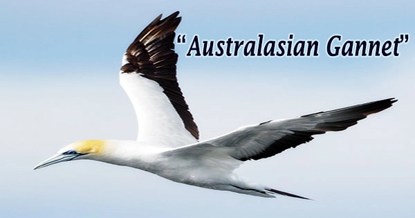 A beautiful bird “Australasian Gannet”