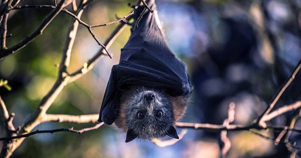 Bats in Laos Harbour “Closest Ancestors of SARS-CoV-2 Known To Date”