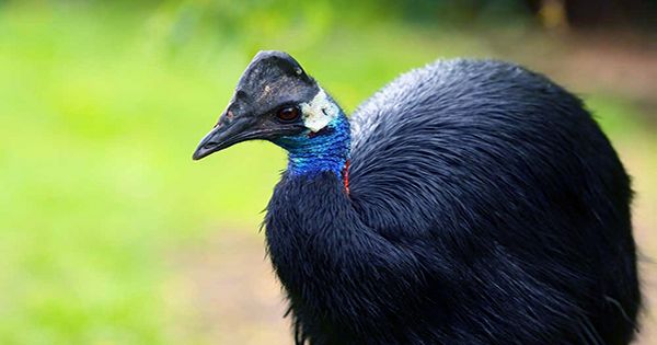 Cassowaries May Have Been Domesticated Before Chickens by Brave (Or Foolish) Human
