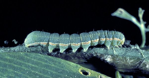 Caterpillars Released on Remote Island were Hiding Parasitic Wasps within Parasitic Wasps