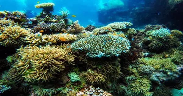 As the Climate Changes, Coral Reef Biodiversity is Expected to Shuffle ...