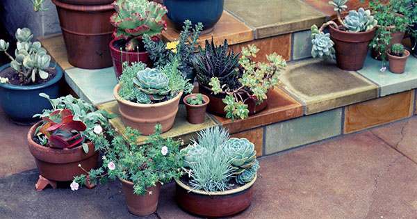 Everyone Has A Green Thumb Inside Of Him or her. Find Yours With This $20 Gardening Training.