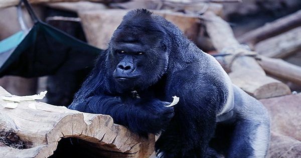Gorilla from Viral Selfie Dies in Arms of Ranger Who Raised Her