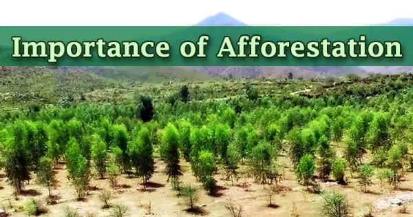 Importance of Afforestation