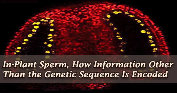 In-Plant Sperm, How Information Other Than the Genetic Sequence Is Encoded