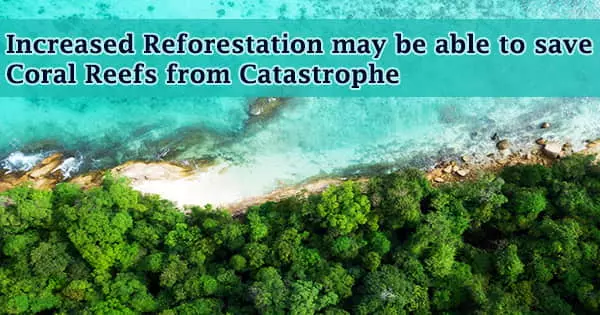 Increased Reforestation may be able to save Coral Reefs from Catastrophe