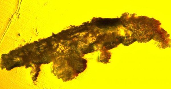Incredibly Rare Tardigrade Trapped In 16-Million-Year-Old Amber Is a New Species