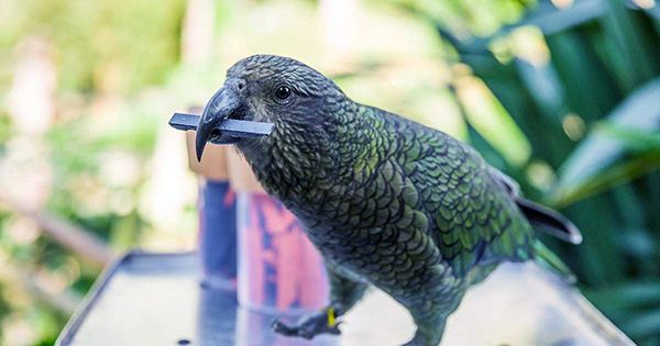 Keas Trained To Use Tongues to Engage With Touchscreens Have a Ball