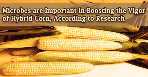 Microbes are Important in Boosting the Vigor of Hybrid Corn, According to Research