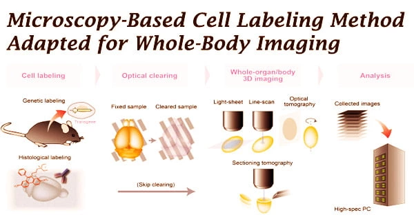 Microscopy-Based Cell Labeling Method Adapted for Whole-Body Imaging