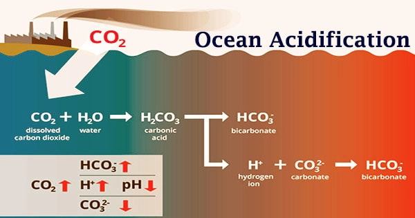 Ocean Acidification (Causes, Effects)