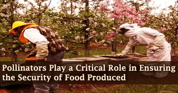 Pollinators Play a Critical Role in Ensuring the Security of Food Produced