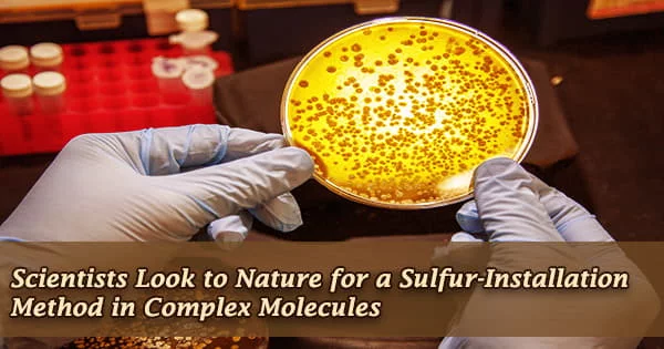 Scientists Look to Nature for a Sulfur-Installation Method in Complex Molecules