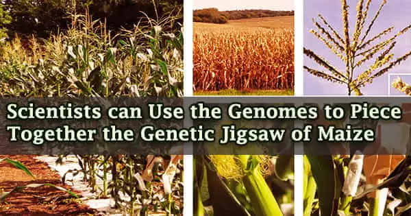 Scientists can Use the Genomes to Piece Together the Genetic Jigsaw of Maize