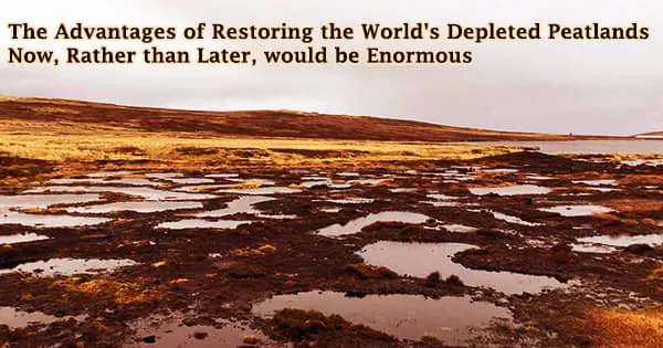 The Advantages of Restoring the World’s Depleted Peatlands Now, Rather than Later, would be Enormous