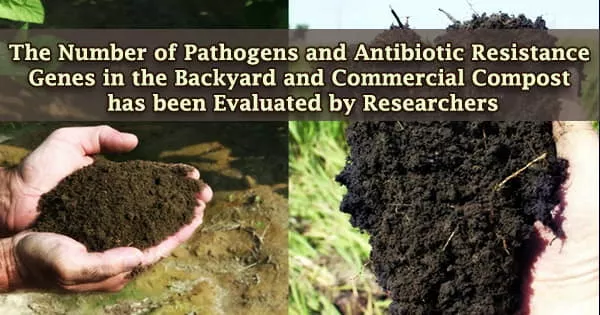 The Number of Pathogens and Antibiotic Resistance Genes in the Backyard and Commercial Compost has been Evaluated by Researchers