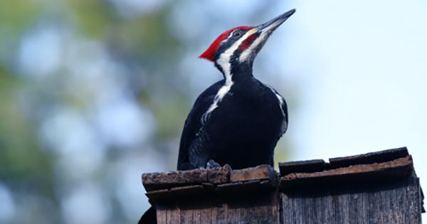 US Declares Ivory-Billed Woodpecker and 22 Other Species Extinct