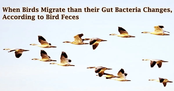 When Birds Migrate than their Gut Bacteria Changes, According to Bird Feces