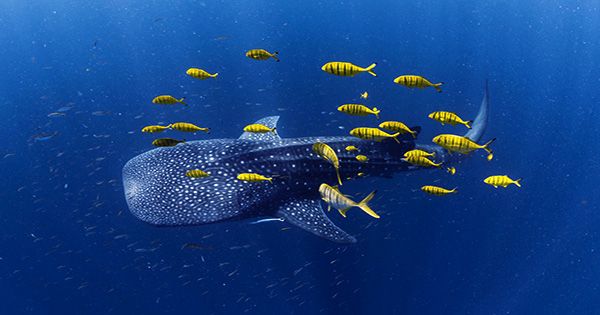 Winners of the Ocean Photography Awards 2021 Revealed and they’re Incredible
