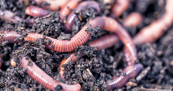 Worm Mothers Destroy Own Organs to Make Milk Which Flows From Their Vulva