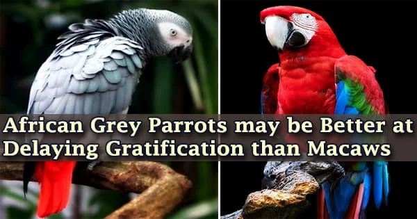 African Grey Parrots may be Better at Delaying Gratification than Macaws