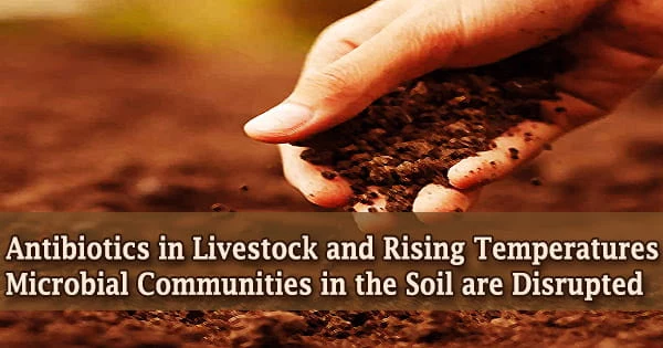 Antibiotics in Livestock and Rising Temperatures Microbial Communities in the Soil are Disrupted