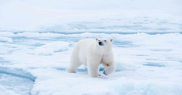 Arctic Summer Sea Ice Could Disappear By 2100, Taking Polar Bears and Seals with It
