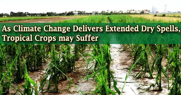 As Climate Change Delivers Extended Dry Spells, Tropical Crops may Suffer