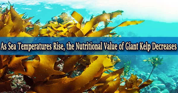 As Sea Temperatures Rise, the Nutritional Value of Giant Kelp Decreases