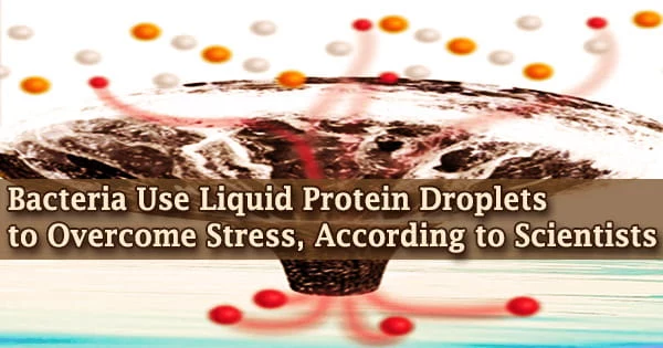Bacteria Use Liquid Protein Droplets to Overcome Stress, According to Scientists