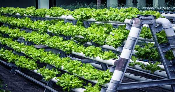 Bowery Farming is forcing us all to look up at the future of vertical agriculture