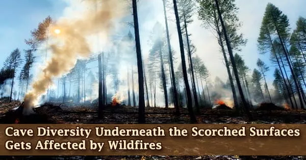 Cave Diversity Underneath the Scorched Surfaces Gets Affected by Wildfires