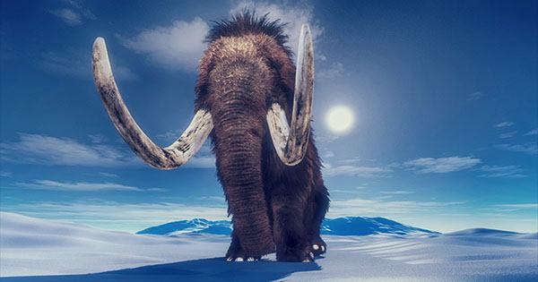 Climate Change, Not Humans, Likely Killed the Woolly Mammoth