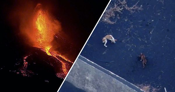Dogs Trapped After La Palma’s Volcano Erupted Rescued by Mysterious “A-Team”