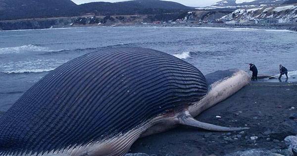 Exploding Whale Caught On Camera As Boat Pulls Up To Decaying Carcass