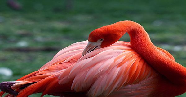 Flamingos Wear Makeup, Pinking Up Their Feathers For Extra Sex Appeal
