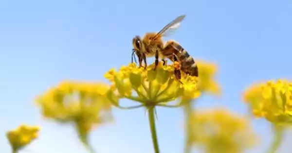 Honey Bee Disease has been linked to Climatic Factors