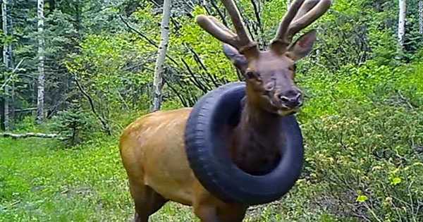 Huge Elk with Tire Trapped Round Its Neck Finally Freed After Two Years