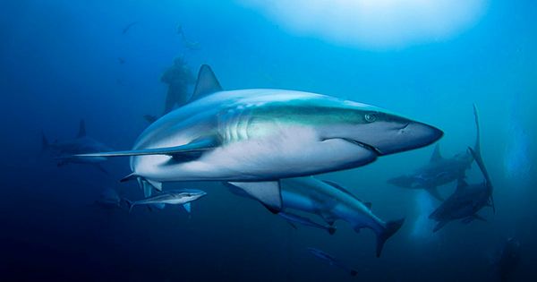 There’s A Pretty Good Chance You’ve Fed Endangered Shark to Your Pet