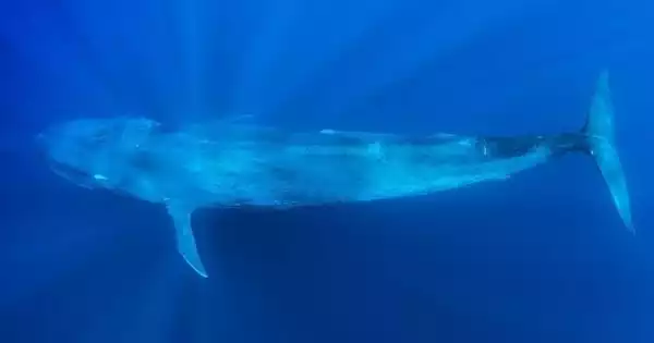 Proactive Blue Whale Conservation in New Zealand