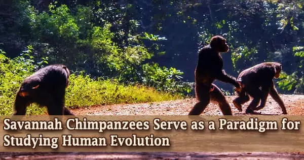 Savannah Chimpanzees Serve as a Paradigm for Studying Human Evolution