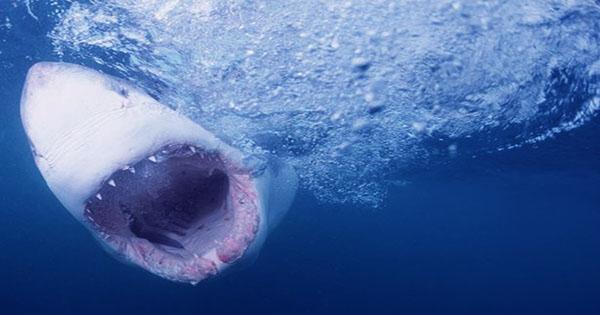 Shark Flipping How Researchers Paralyze Huge Sharks with a Nose Tickle