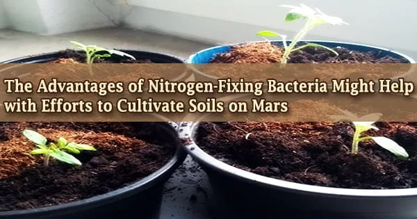The Advantages of Nitrogen-Fixing Bacteria Might Help with Efforts to Cultivate Soils on Mars